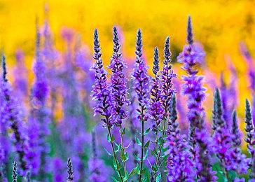 传闻：R星的《GTA6》公告或将于12月3日上线